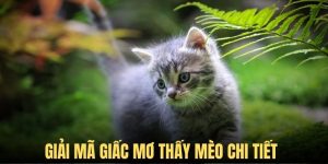 Nằm Mơ Thấy Mèo - Giải Mã Thông Điệp Và Con Số Đẹp Phía Sau