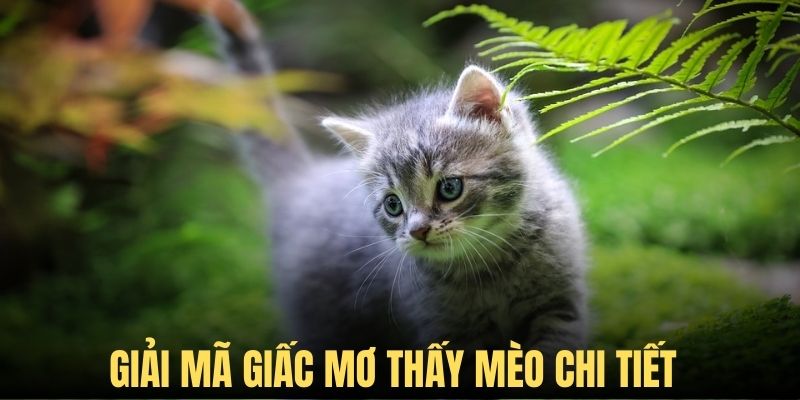 Nằm Mơ Thấy Mèo - Giải Mã Thông Điệp Và Con Số Đẹp Phía Sau