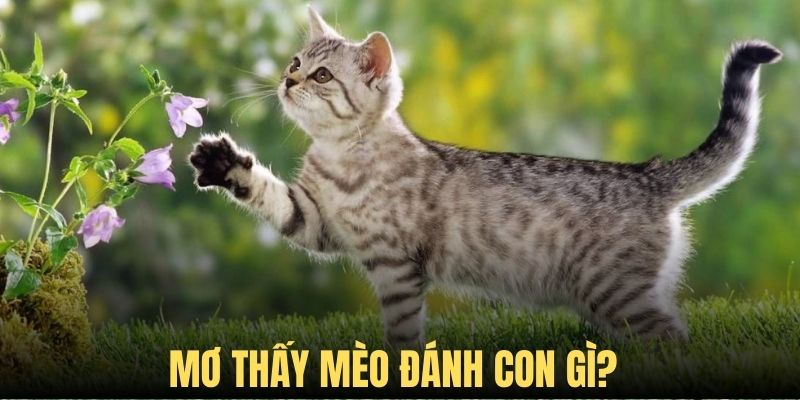 Nằm mơ thấy mèo và những con số cát lộc dành cho bạn