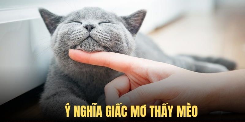 Nằm mơ thấy mèo và những thông điệp thú vị nhất